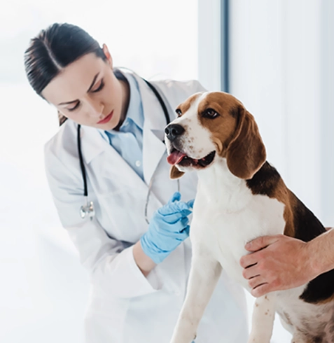 Fındıklı Veteriner